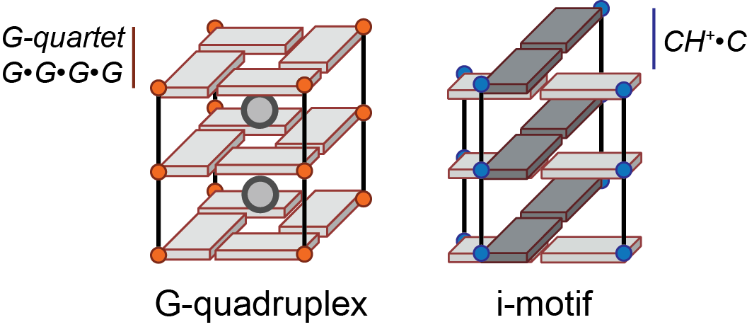 The G-quadruplex and i-motif cores. Both are formed by stacking of different building blocks, respectively the G-quartet and the hemi-protonated cytosine base pair for the i-motif. The phosphate backbone is shown as a line. Guanines and cytosines are depicted by an orange or blue circle, respectively, and a cuboid