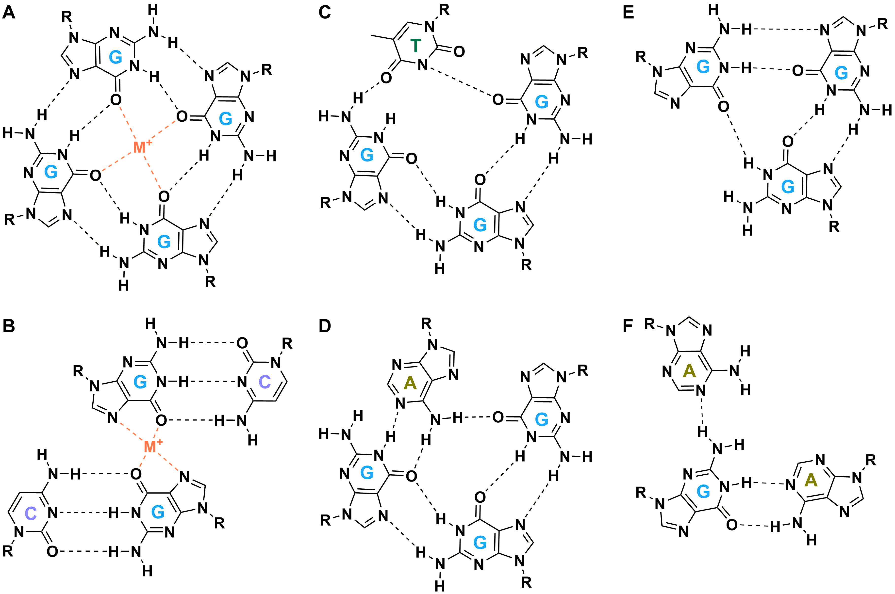 Chemical structures of the G-quartet (A), G·C·G·C (B [@lim2009]), G·G·G·T (C [@webbadasilva2003]) and G·G·G·A (D [@webbadasilva2003a]) mixed quartets, G·G·G G-triplet (E [@zhang2009]), and A·G·A mixed triplet (F [@zhang2009]).