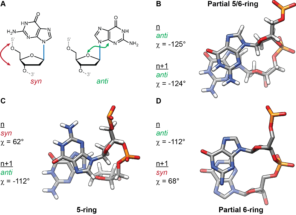 Syn and anti glycosidic bond angles of guanosine (A), Stacking between two successive guanines in anti-anti (B; 2O3M [@phan2007a]), syn-anti (C; 2JPZ [@dai2007]) and anti-syn (D; 1JPQ [@haider2002]) conformations. The 5’-guanosine is on top (n) and the 3’ at the bottom (n+1).